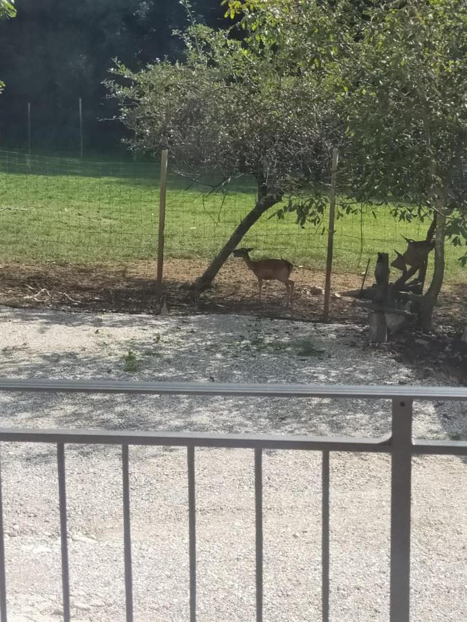 Alloggio E Agriturismo De Poanute Faedis Ngoại thất bức ảnh